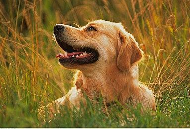 《噬血代码2》剧情宣传片 主角与神秘少女同行